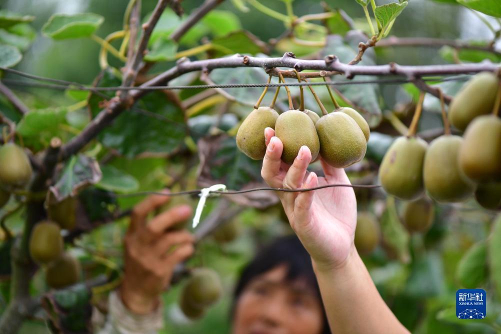 注册就送可提现